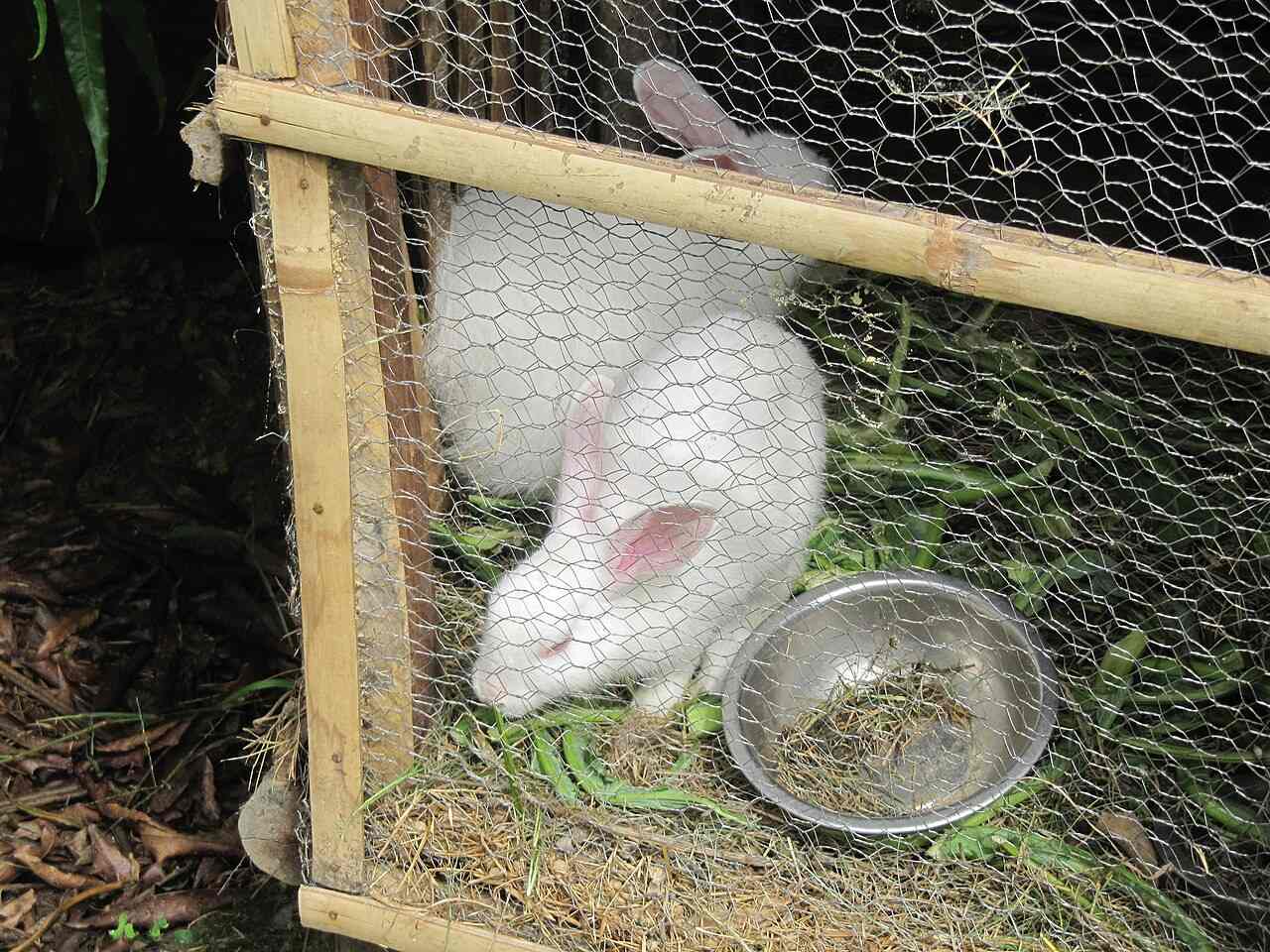 A rabbit in a clean garden environment