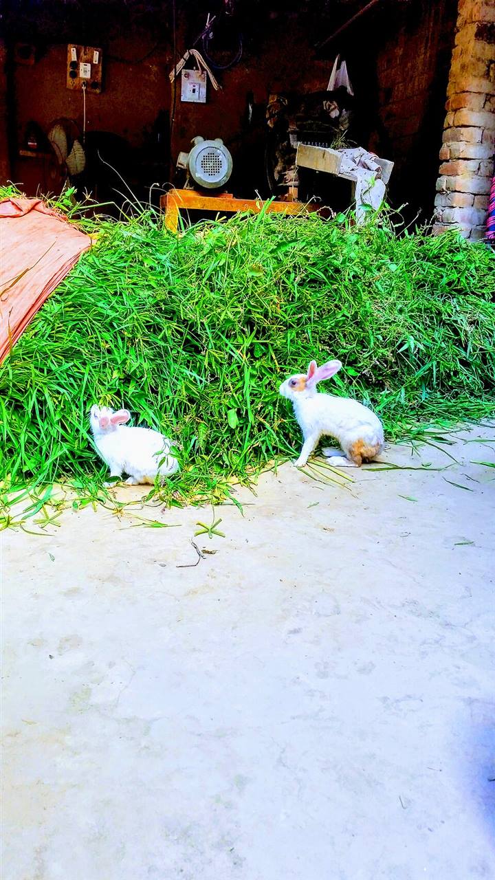 A rabbit resting beside hay, for the GI stasis emergency score tool
