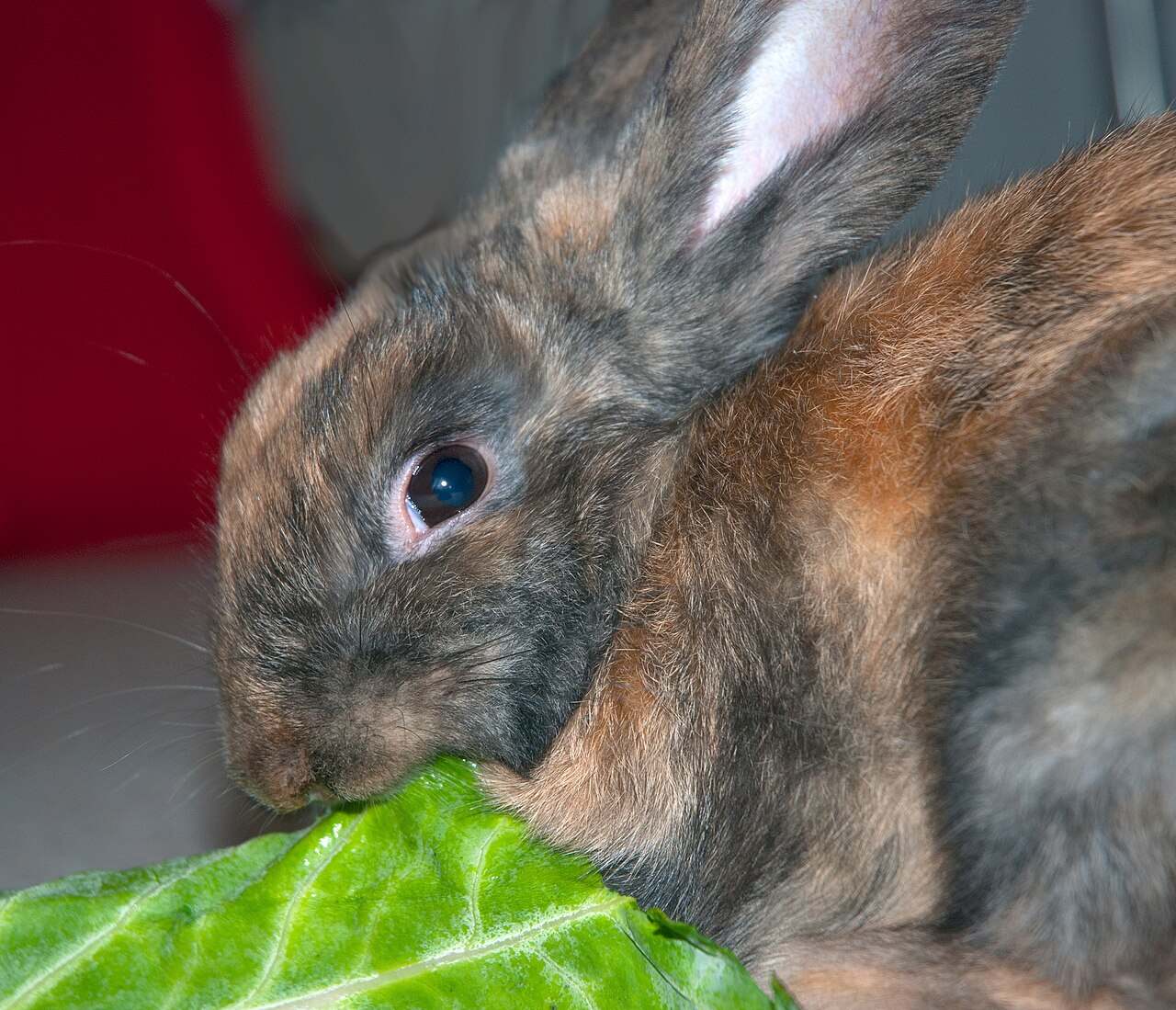 A rabbit eating fresh grass hay