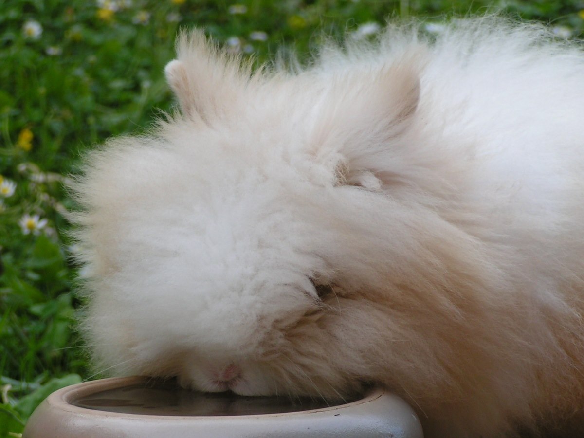 A water bowl among rabbit care supplies, for the yearly budget and emergency fund