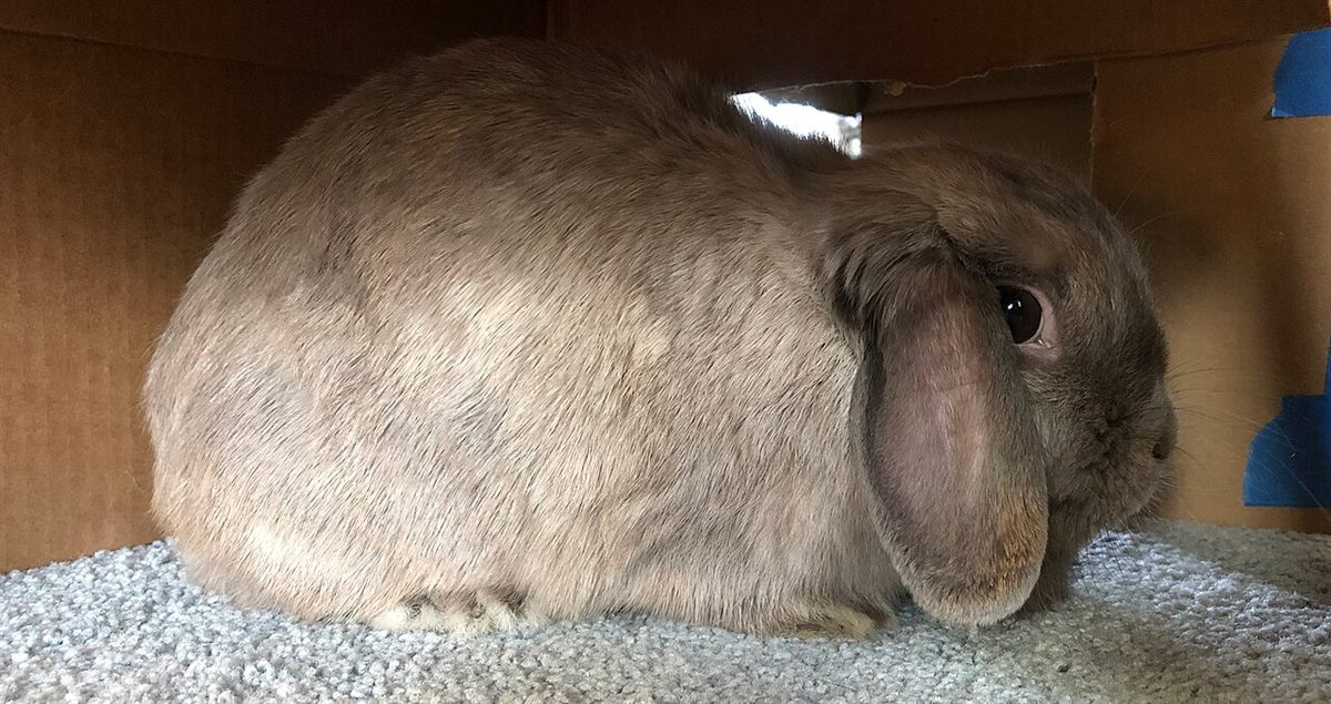 Rabbit exercise pen with litter box, hay feeder and enrichment toys