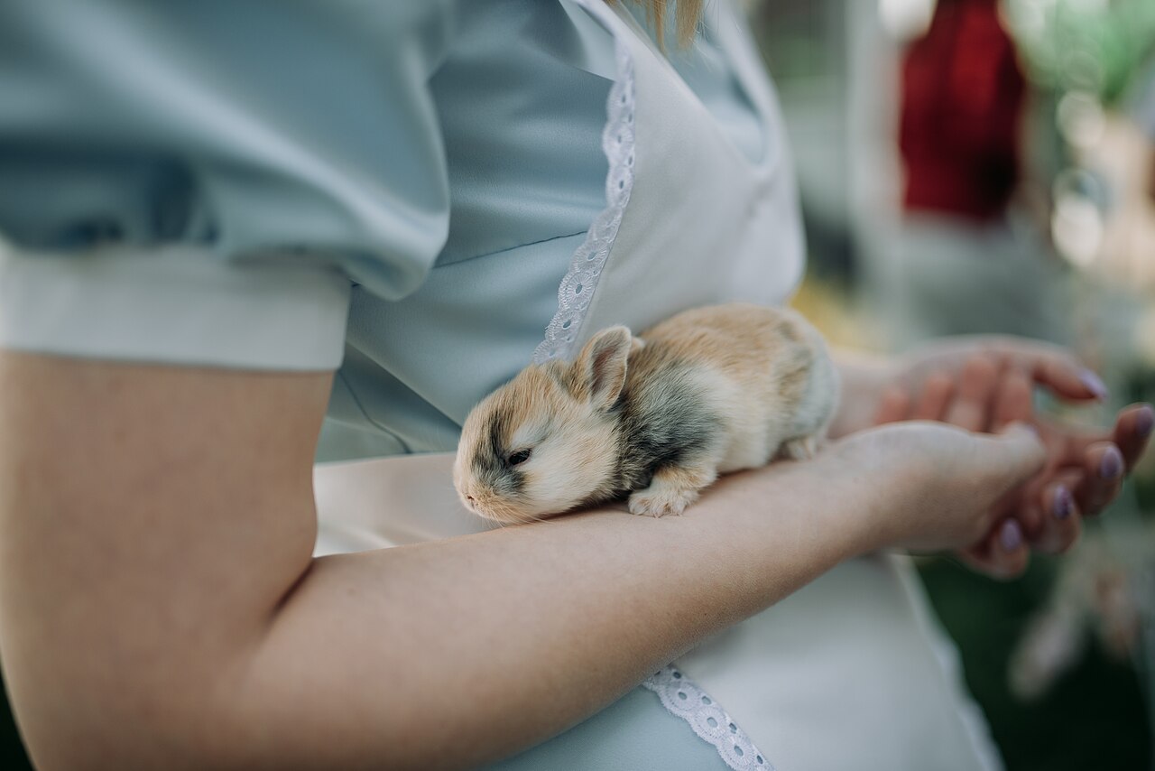 Rabbit first-aid kit with syringe, thermometer and medical notes